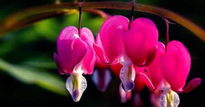 Most Beautiful Flowers