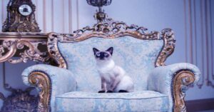 Most Expensive Cat Breeds in the World