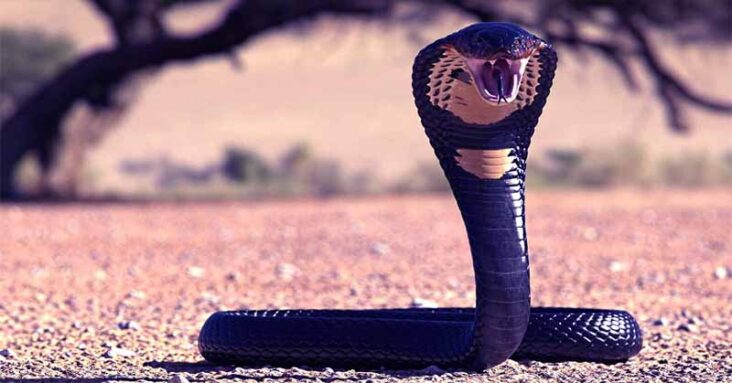 deadliest snakes in the world