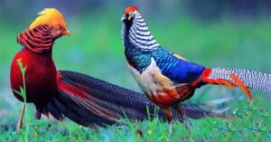 most amazing birds in the world