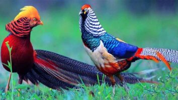 most amazing birds in the world
