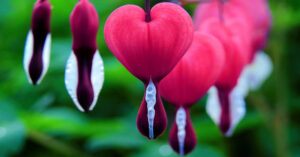 Most beautiful flower in the world