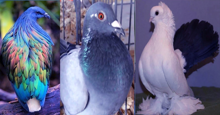 Most beautiful pigeon in the world