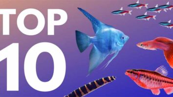 Best Aquarium Fishes for Beginners