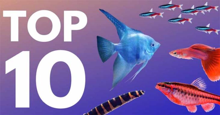 Best Aquarium Fishes for Beginners