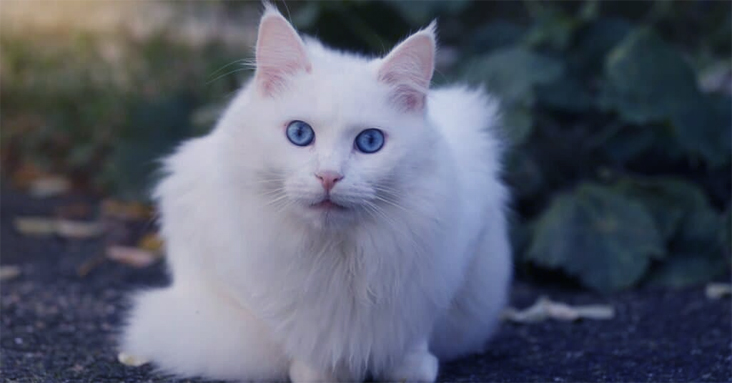Most beautiful cat in the world