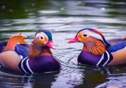 beautiful and unusual ducks