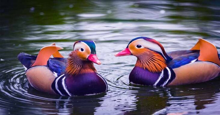 beautiful and unusual ducks