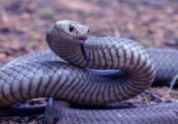 Most venomous snake in australia