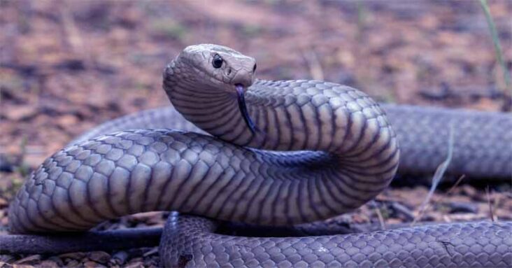 Most venomous snake in australia