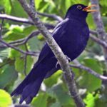 Singing Blackbird