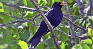 Singing Blackbird