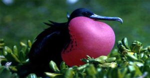 Most Strange Looking Birds In The World