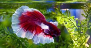 World biggest betta fish