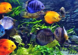 beautiful aquarium fish in the World