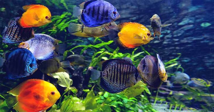beautiful aquarium fish in the World