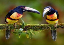 birds in rainforest of amazon