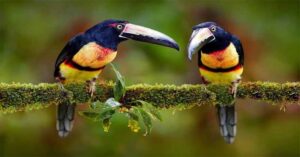 birds in rainforest of amazon