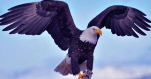 largest eagles in the world