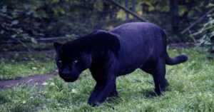 Black panther animal