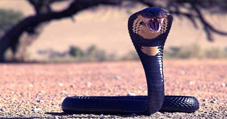 Most dangerous snake in the world