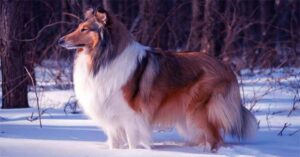 Most Beautiful Dog Breeds