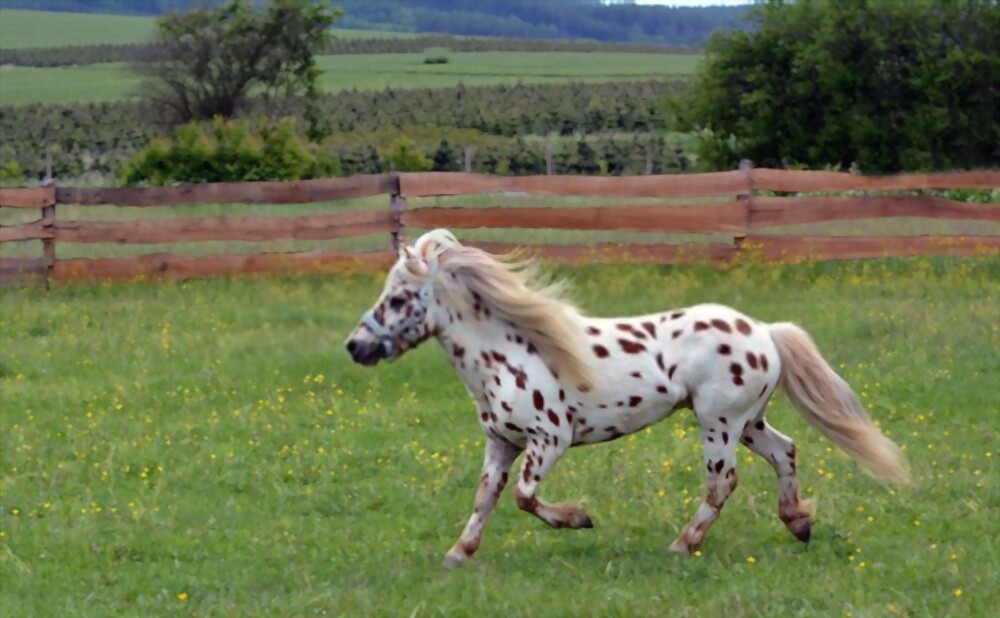 Most Expensive Horse Breeds