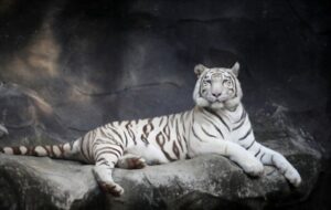 most beautiful animals in the world