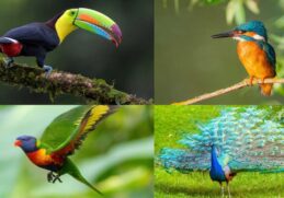 Most Beautiful Birds in the World