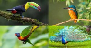 Most Beautiful Birds in the World