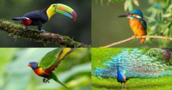 Top 20 Most Beautiful Birds in the World 2022-2023 Fakoa
