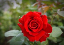 Intensely Fragrant Roses To Plant In Your Garden