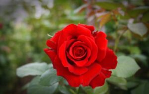 Intensely Fragrant Roses To Plant In Your Garden