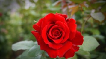 Intensely Fragrant Roses To Plant In Your Garden