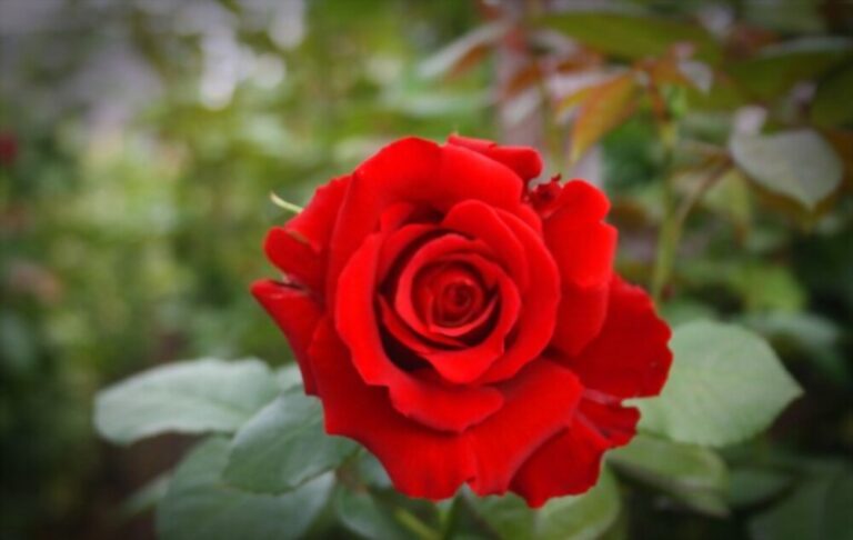10 Intensely Fragrant Roses To Plant In Your Garden - Fakoa