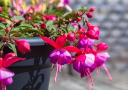Most Beautiful Flowers For Hanging Baskets
