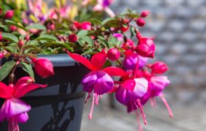 Most Beautiful Flowers For Hanging Baskets