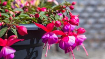 Most Beautiful Flowers For Hanging Baskets