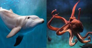 Most Intelligent Animals In The World