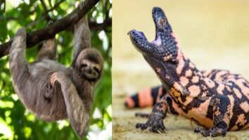 slowest animals in the world