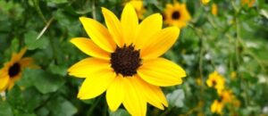 Biggest Flowers in the World